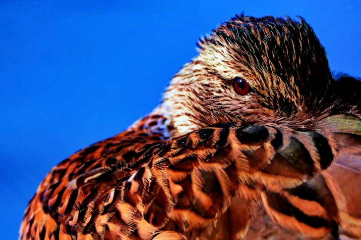 Brown Feathered Bird in Macro Shot