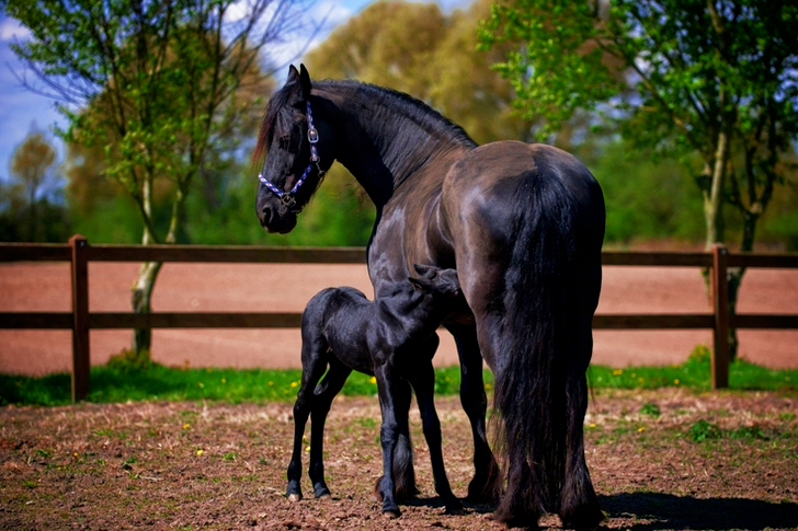 Two Black Horse on Field