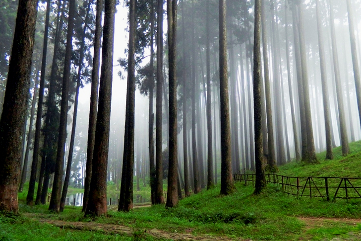 Foggy Forest Tall Trees and Green Grass Field High-saturated