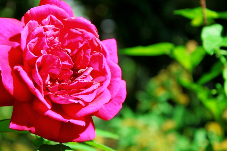 Shallow Focus of Pink Rose