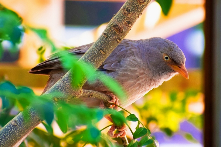 Gray Bird Perched On Tree Branch
