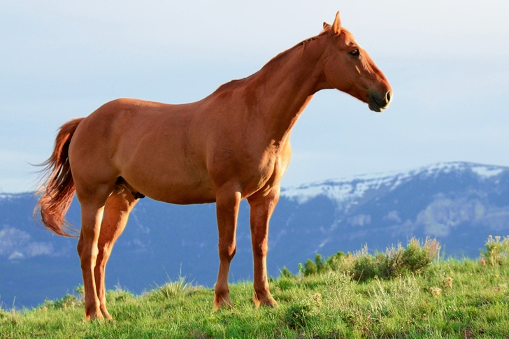 Ruskea hevonen ruohokentällä