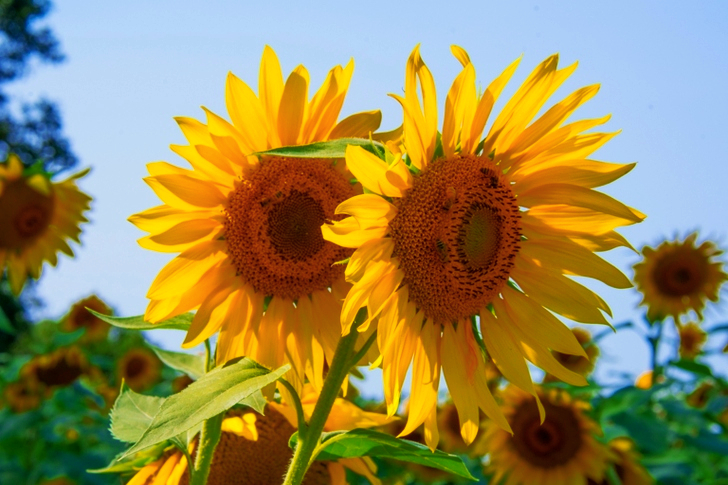 Sunflowers