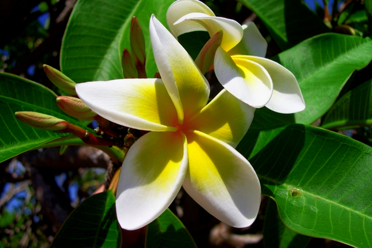White Yellow Plumeria Flower in Bloom during Day Time