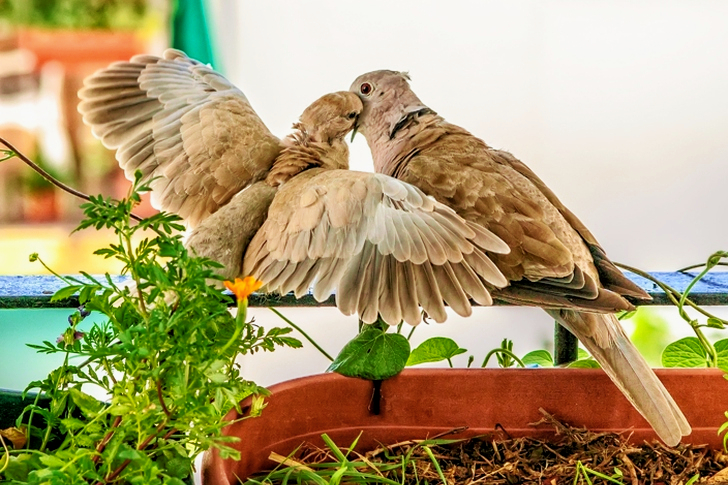 Two Brown Feathered Birds Perched on Black Metal Bar Near Green Plant at Daytime