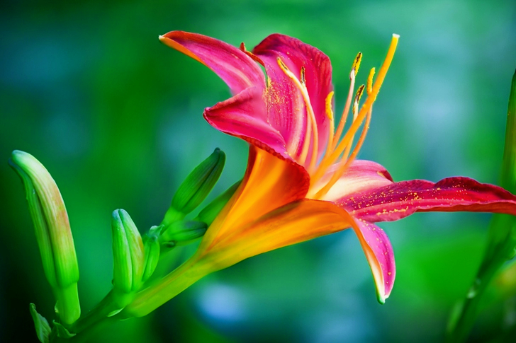 Pink and Yellow Lily Flower in Closeup