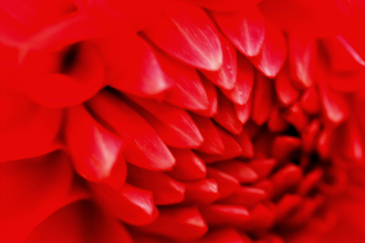 Macro of Red Dahlia Flower