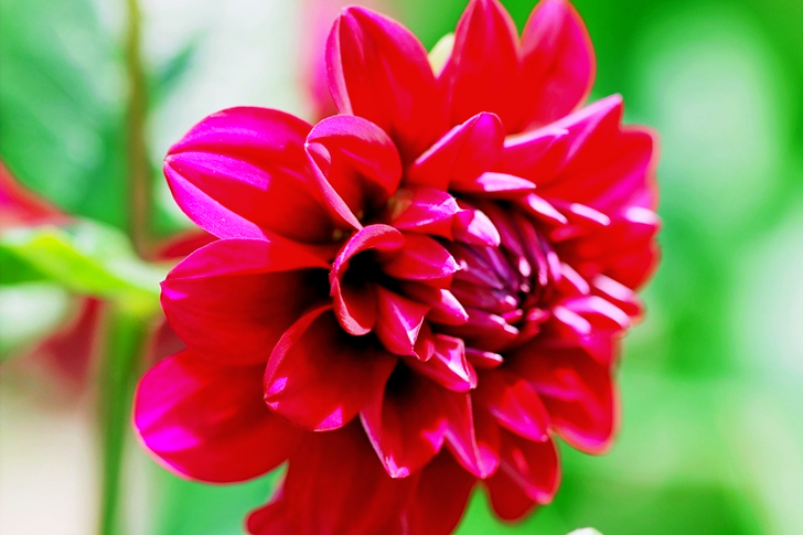 Rode Dahlia Bloem