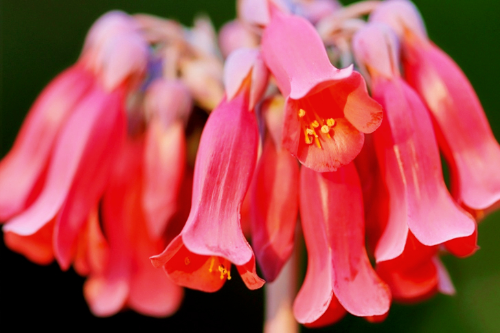 Close Up Of Pink Flowers