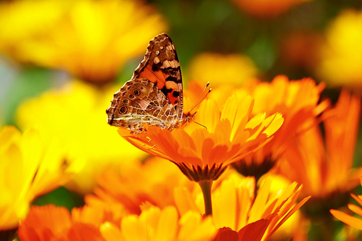Vlinder zit overdag op de gele bloem