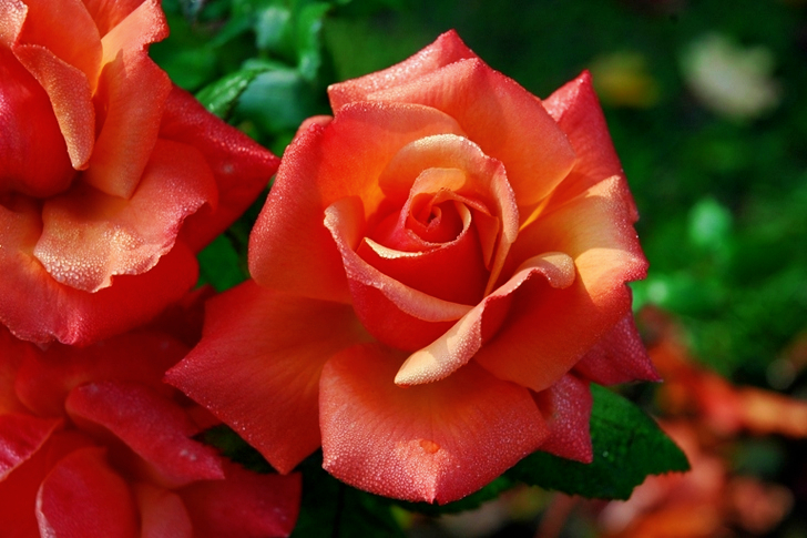 Rode bloemblaadjes overdag