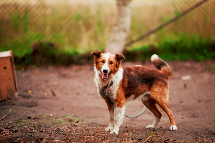 Border Collie Outdoor Near Brown Wooden Dog House