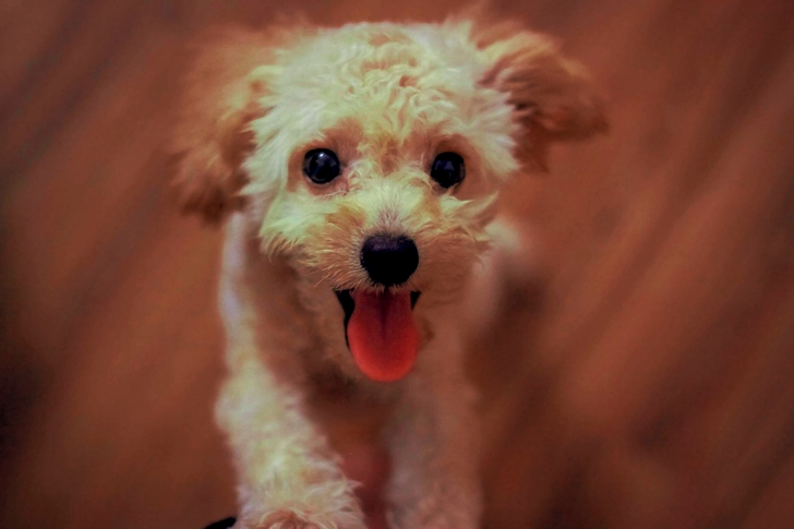 Cream Toy Poodle