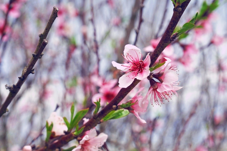 Pink Cherry Blossoms
