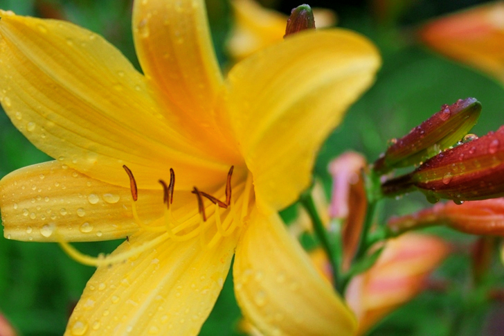Yellow Petaled Flower