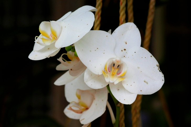 Witte vlinderorchidee bloem