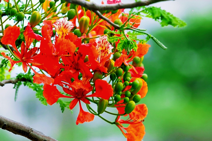 Tilt Shift Lens of Green Plants