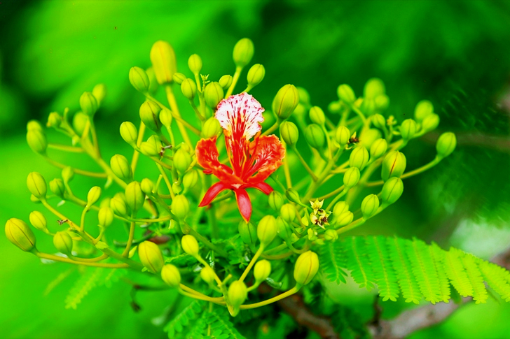 Selectorized of Red Petaled Plant