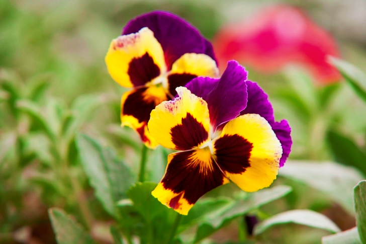 Gele en paarse bloemblaadjes