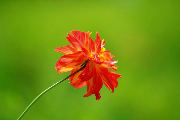 Tilt Shift of Red and Yellow Flower