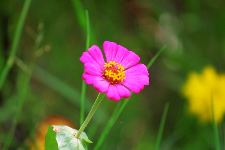 Flor de pétalos morados