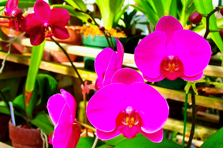 Orchidées papillon roses