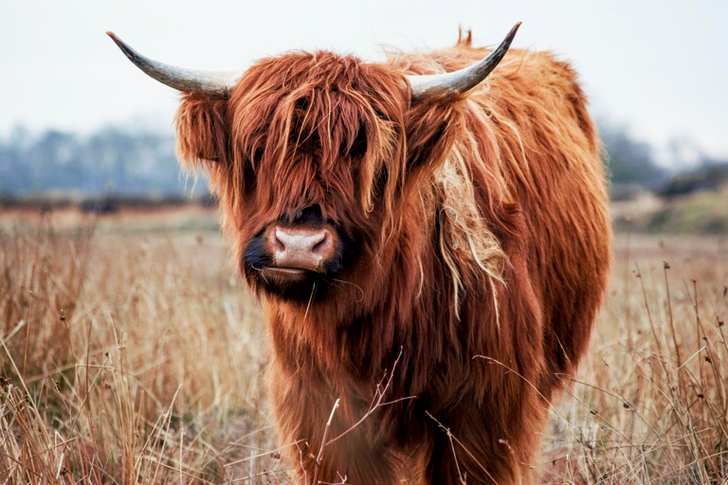 Highland Cow
