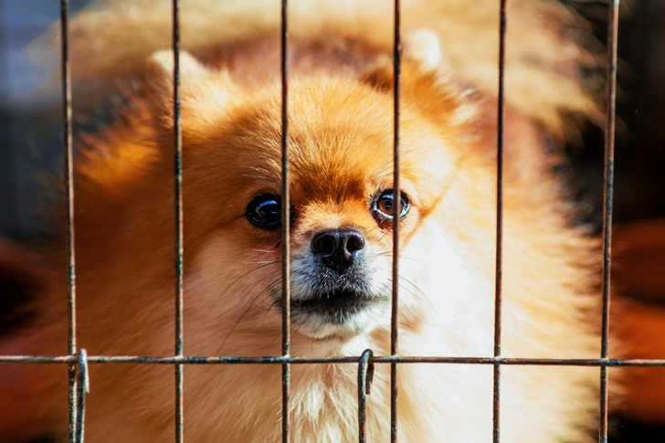 Long-coated Brown Puppy Inside Cage