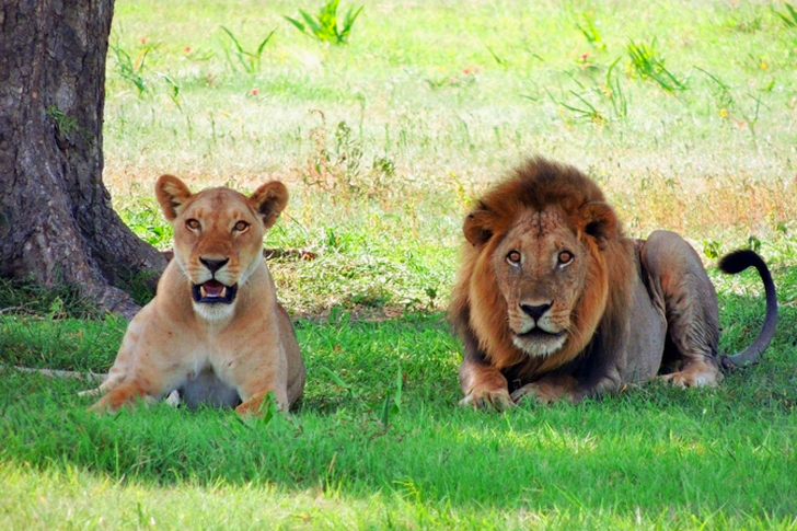 암사자 옆에 있는 사자