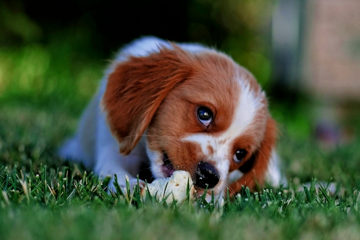 Cute Dog Laying on the Bed