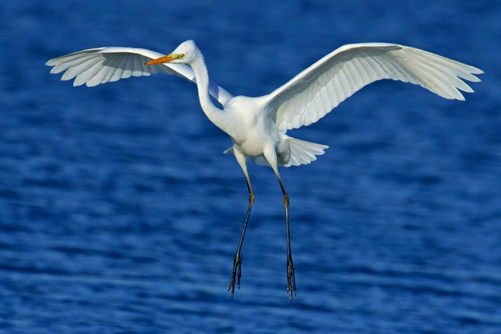 Close-up van een witte zilverreiger