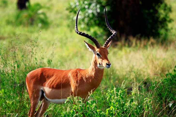 Close-up of a Antelope