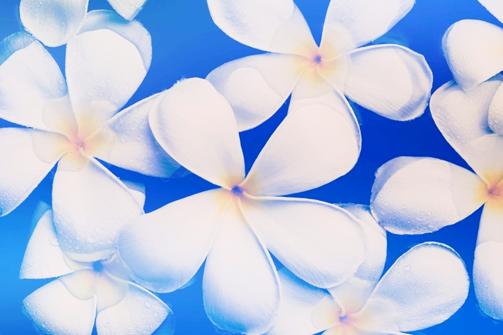 Tilt Lens of White Flowers