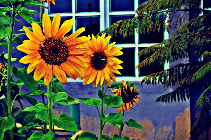 Three Sunflowers Near Window