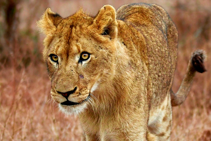 Closeup of Lioness