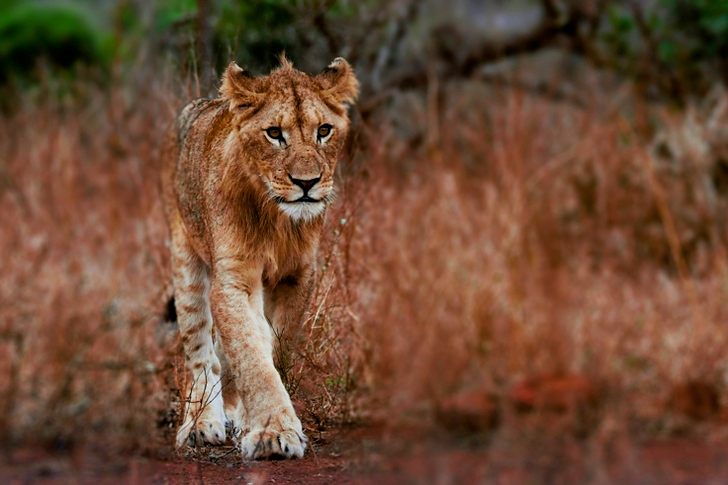 Young Lion