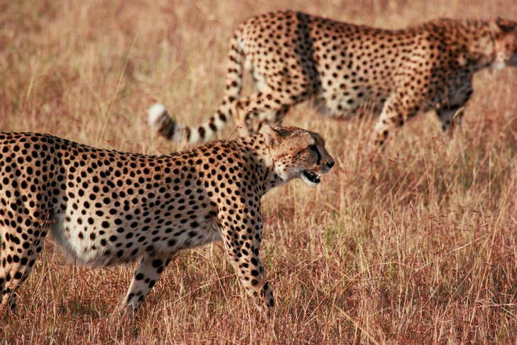 2 Cheetah on the Brown Grass Lawn