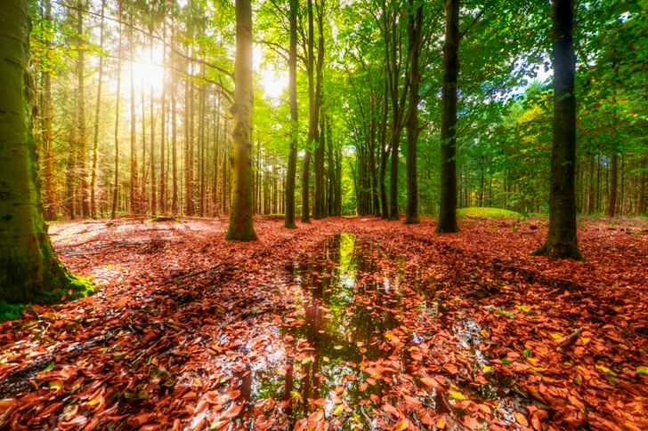Green Forest With Body of Water Covered With Brown Dried Leaves