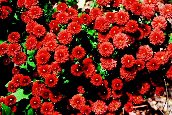 Flores rojas y verdes