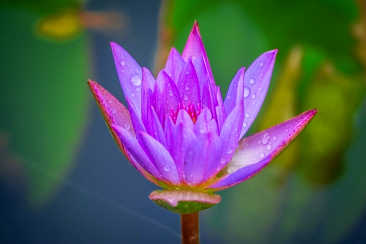 Bloomed Purple Petal Flowers With Dewdrops
