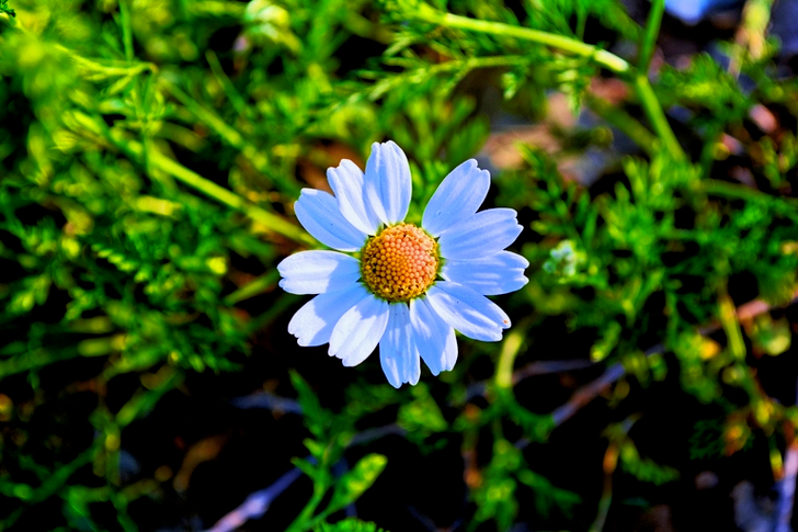 White Daisy Flower