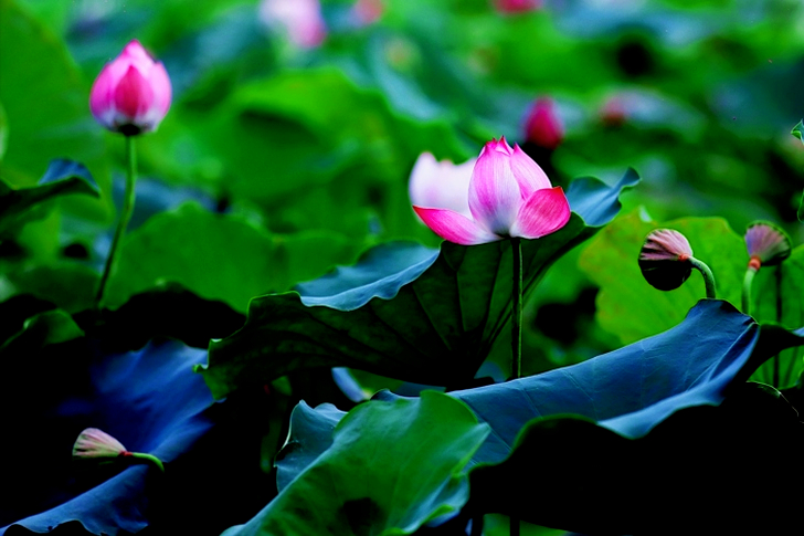 Vibrant Blossoms and Beautiful Flowers
