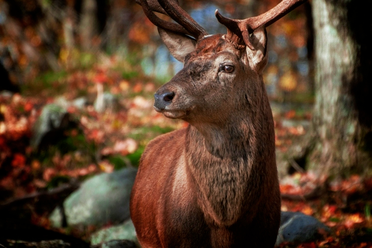 사슴의 틸트 시프트 렌즈