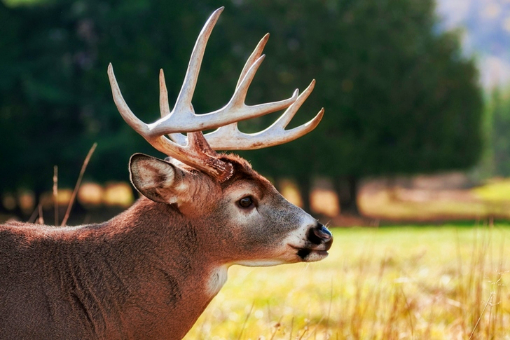 Selective Focus of Brown Buck on Grass Field