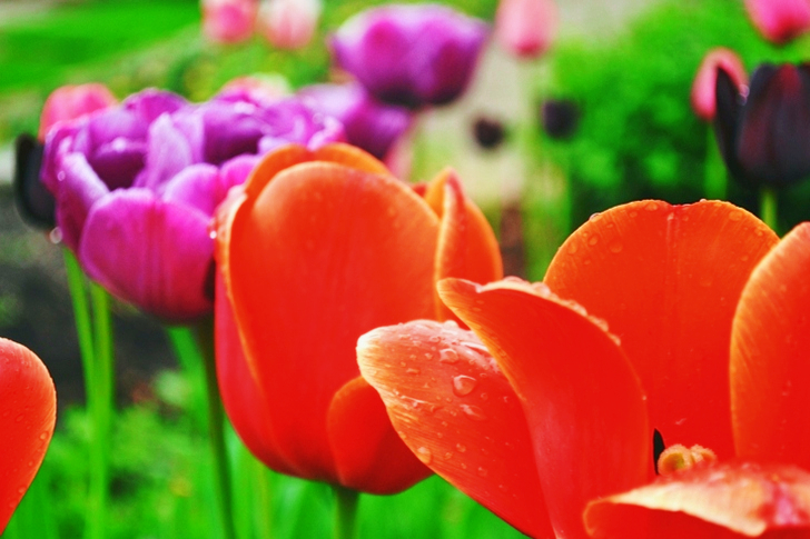 Beautiful Flower Blooming