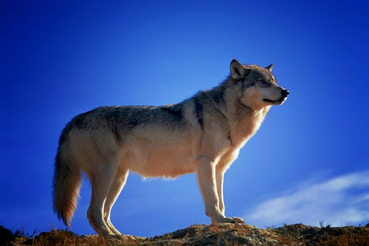 Gray and White Fox Standing on Brown Rock Field