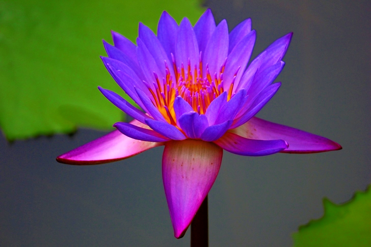 Purple Petaled Flower