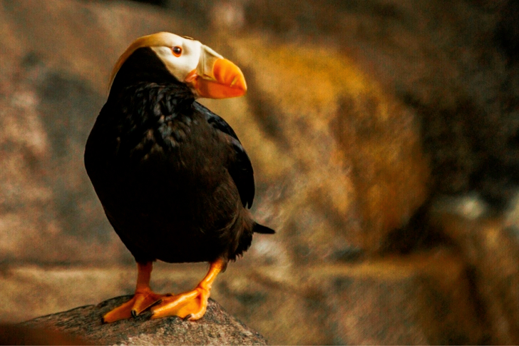 Closeup of Puffin Perching on Rock