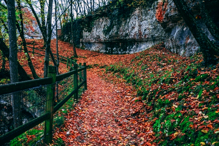 Black Steel Fence With Brown Leaves Under