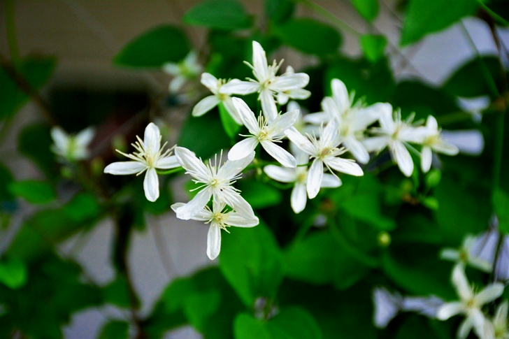 White Petaled Flowers
